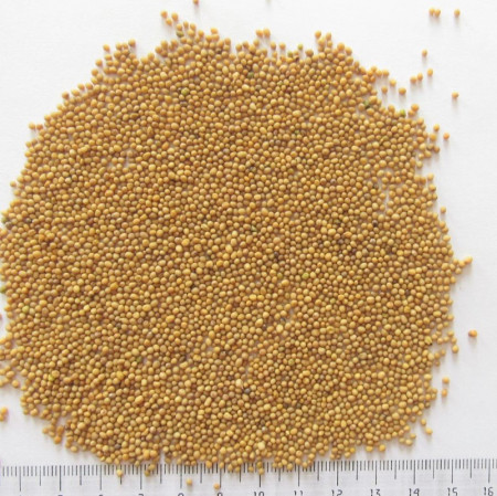oi-mseeds-yellow2 oi-mseeds-yellow2