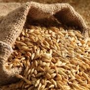 ce-barley2 ce-barley2