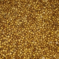 fo-coriander-rom1 fo-coriander-rom1