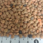 pu-lentils-red pu-lentils-red