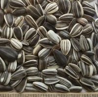 oi-sunflower-iregi2 oi-sunflower-iregi2