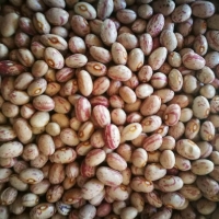 pu-beans pu-beans