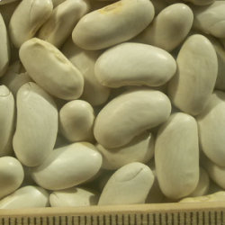 pu-kidney-beans-white2 pu-kidney-beans-white2