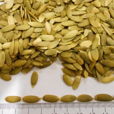 fo-pumpkin-kernels2 fo-pumpkin-kernels2