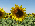 s oilseeds