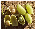 s pulses